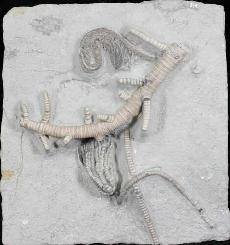 Beautiful Crinoid Association with Root System - Crawfordsville #27565